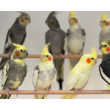 Cockatiels